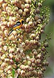 Hooded Oriole